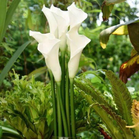 Cho Thuê Cành Hoa Rum Trắng