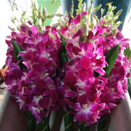 Cho Thuê Cành Hoa Lan Hồng Sậm