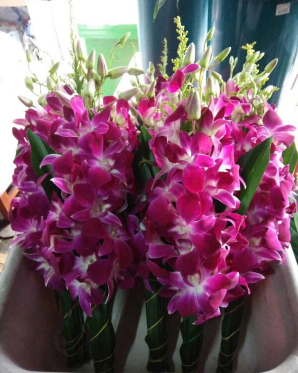 Cho Thuê Cành Hoa Lan Hồng Sậm