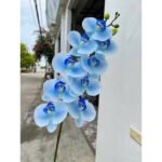 Cho Thuê Cành Lan Hồ Điệp Xanh Dương