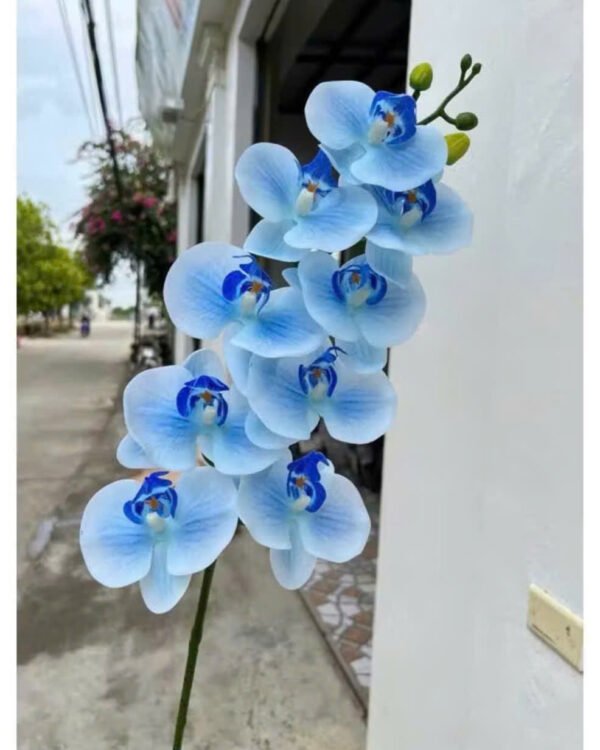 Cho Thuê Cành Lan Hồ Điệp Xanh Dương