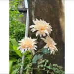 Cho Thuê Cành Hoa Cúc Màu Kem